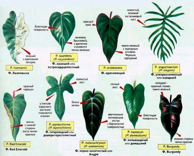 12 секретов выращивания филодендронов