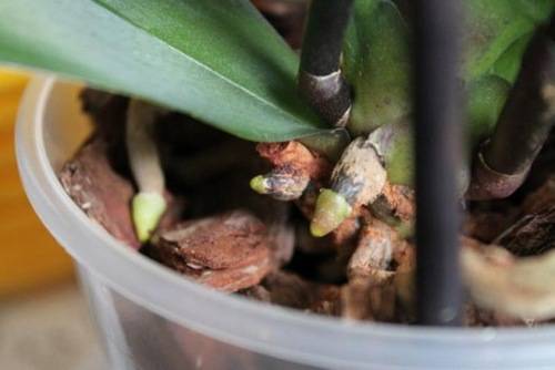 Грунт для орхидей — состав субстрата своими руками в домашних условиях ?