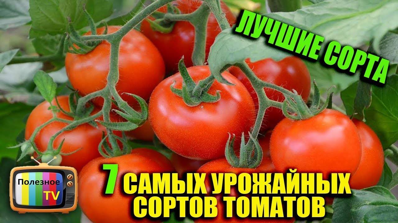 Сорта томатов для ленинградской области с описанием