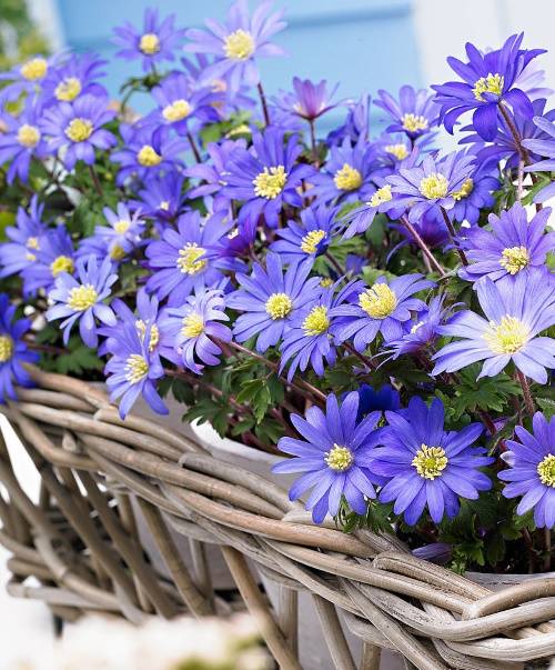 Анемона бланда – весенний первоцвет в вашем саду