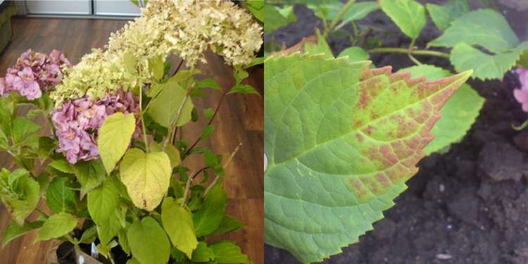 Почему у гортензии бледные листья — чем подкормить?