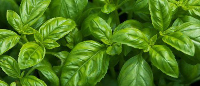Растение с неповторимым ароматом - базилик: полезные свойства, применение и противопоказания