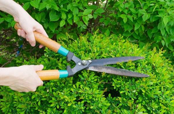 Аккумуляторные ножницы для травы и кустов