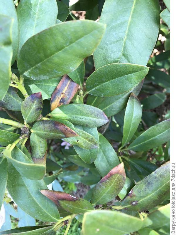 Пятнистость листьев рододендрона: самые опасные разновидности и их лечение