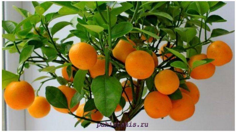 Выращивание апельсина из косточки в домашних условиях: миф или реальность?
