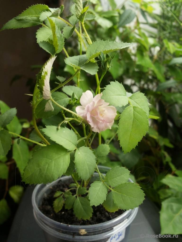 Полиантовая роза: описание, особенности ухода и выращивания, правила пересадки, фото