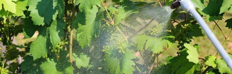 Как правильно развести железный купорос для обработки винограда летом, осенью и весной