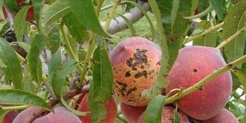Обработка персика весной от болезней и вредителей: когда и чем опрыскивать