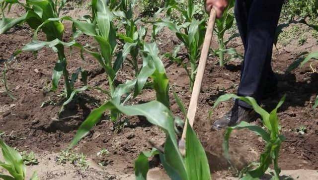 Выращивание вкусной кукурузы на дачном участке