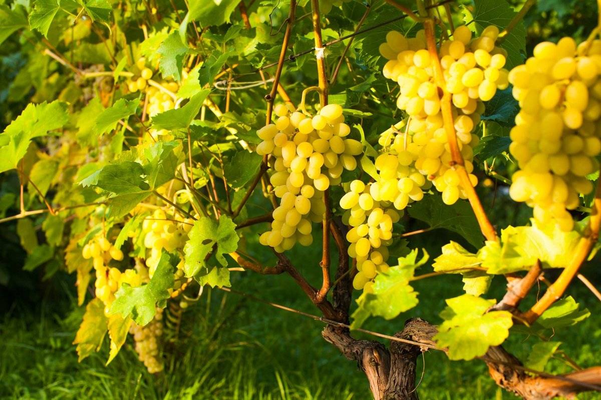 Когда и как прививать виноград? подробные инструкции