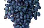 Профилактика и лечение антракноза на винограде