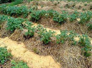 Выращивание картофеля как бизнес: рентабельность и важные секреты получения богатого урожая