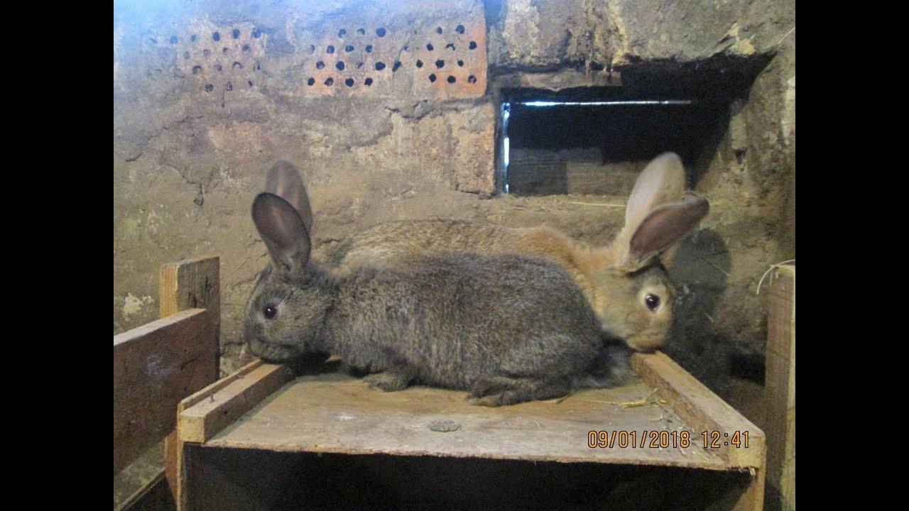 Кокцидиоз у кроликов