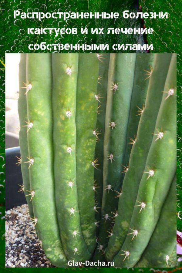 Болезни кактусов и их лечение в домашних условиях, профилактика