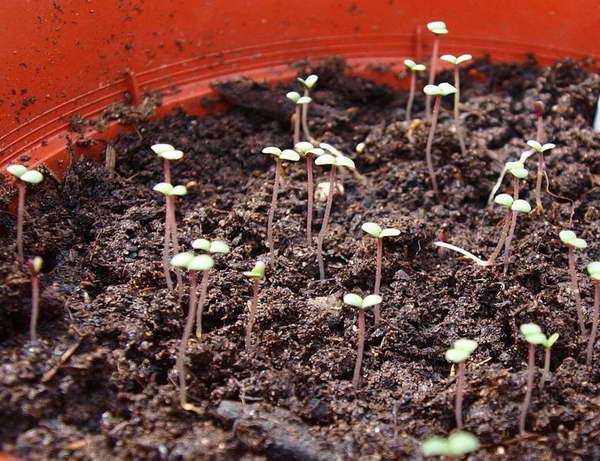 Выращивание бархатцев из семян: сроки, правила посадки на рассаду, ухода, пикировки, высадки