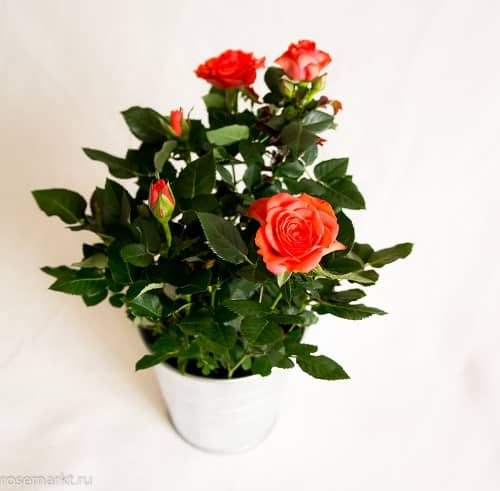 Забота о розе в горшке зимой. как ухаживать за растением в домашних условиях?