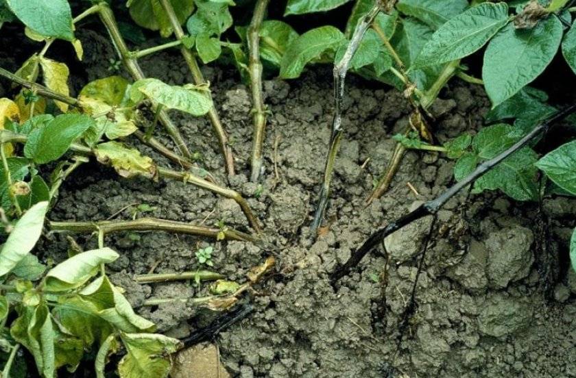 Чем обработать и как травить колорадского жука во время цветения картофеля