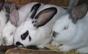 Причины развития кокцидиоза у кроликов и методы лечения патологии