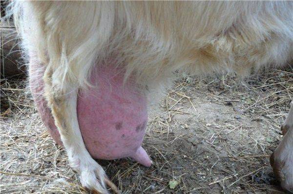 Симптомы болезней коз и их лечение в домашних условиях