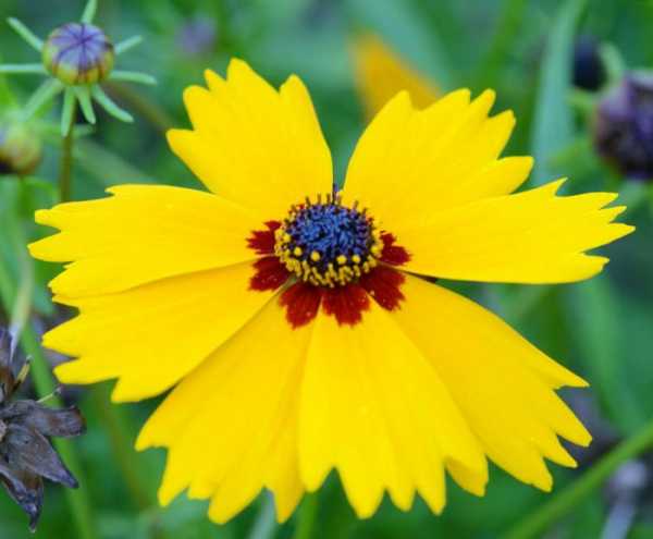 Кореопсис красильный – жизнерадостное украшение цветника