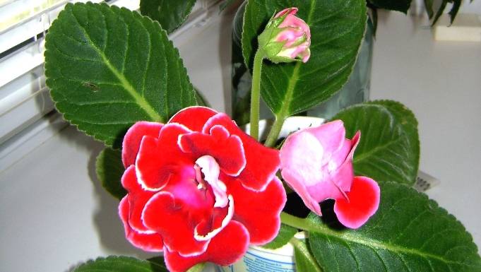 Глоксиния — уход и выращивание цветка в домашних условиях ?