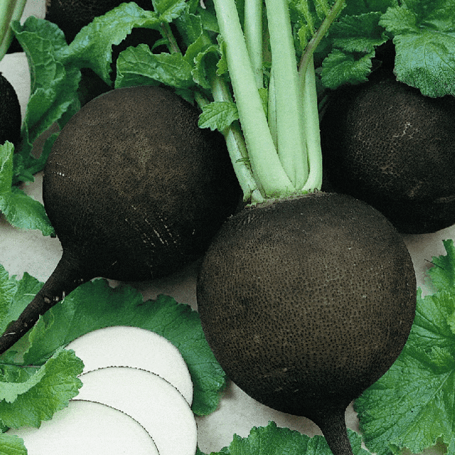 Секреты и тонкости выращивания черной редьки в открытом грунте