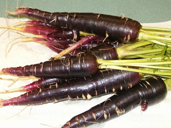 Черная морковь: лучшие сорта и правила выращивания и ухода