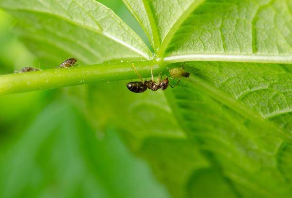 Как избавиться от муравьев в огурцах, народные средства, препараты