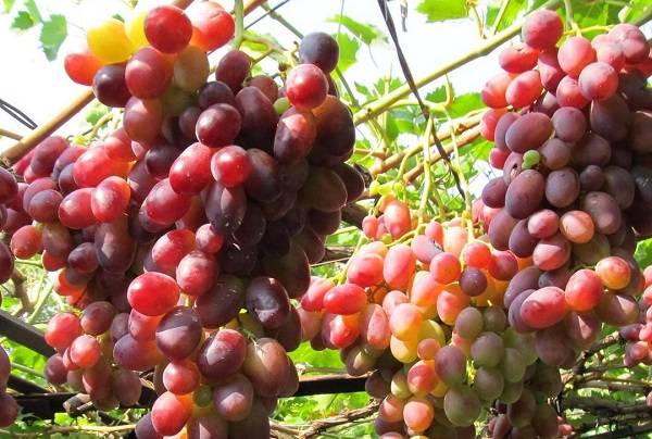 Капризный виноград с неповторимым вкусом — сорт ризамат