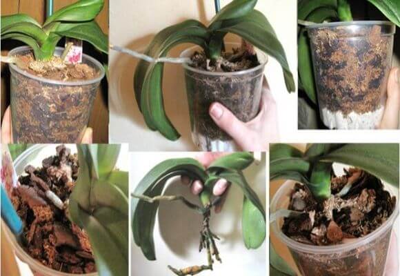 Когда и как правильно пересаживать орхидею? пошаговая инструкция по процедуре