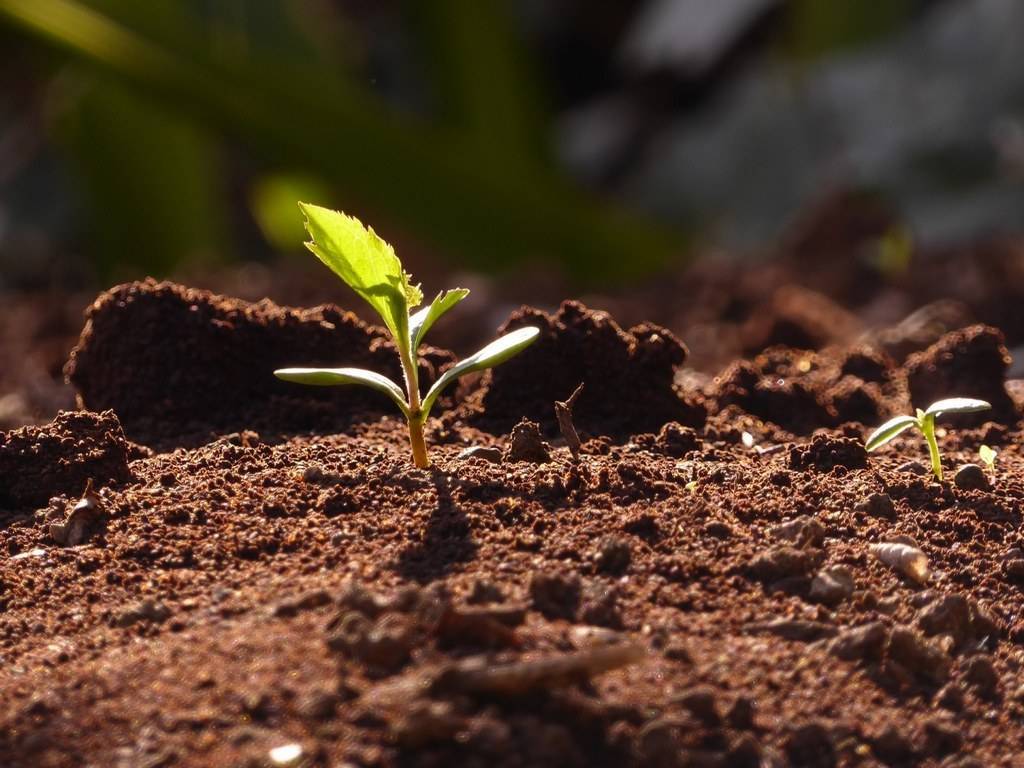 Как правильно посадить косточку черешни, чтобы из нее выросло плодовое дерево?