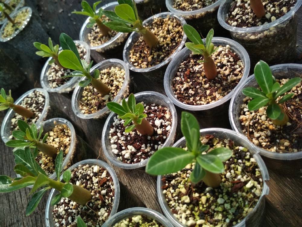Подробнейшее руководство, как вырастить красивый и здоровый адениум из семян в домашних условиях