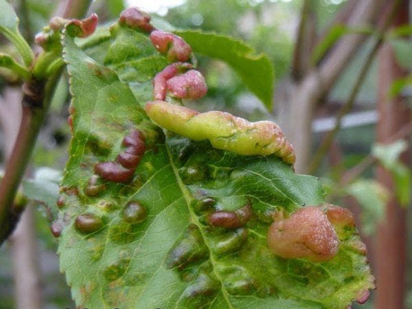 7 опасных болезней персикового дерева — особенности лечения
