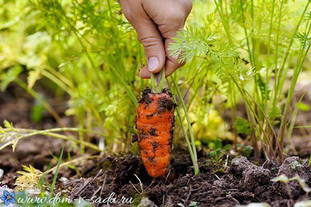 12 лучших способов: как посеять морковь, чтобы потом не прореживать?