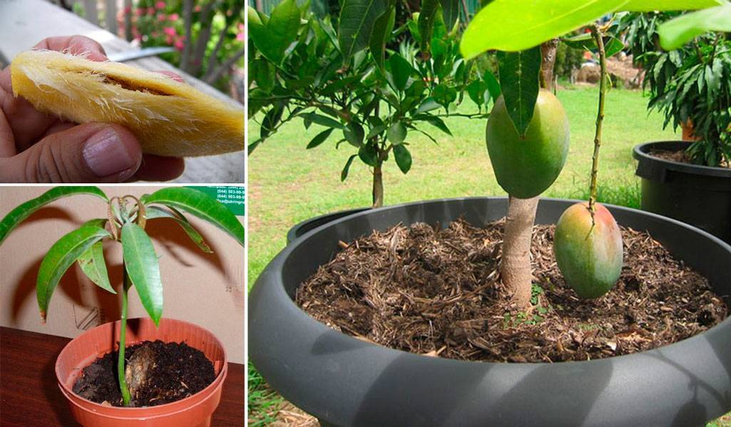 Как вырастить авокадо дома