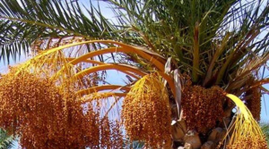 Финиковая пальма — как растет финик в домашних условиях