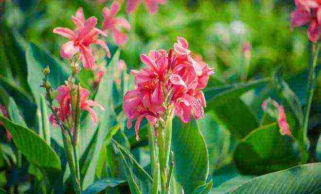 Цветы канны — изящество и роскошь с минимальными затратами