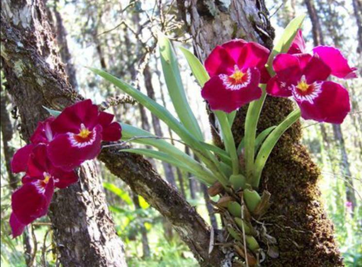 Описание с фото болезней орхидей фаленопсис и других (листьев, корней, бутонов цветов, цветоносов) и их лечения