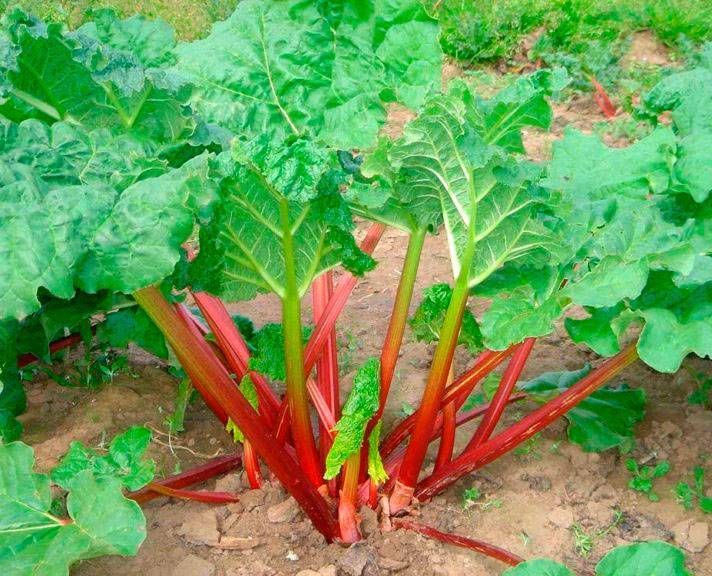 Рудбекия: инструкция по посеву на рассаду с пошаговыми фото, уход