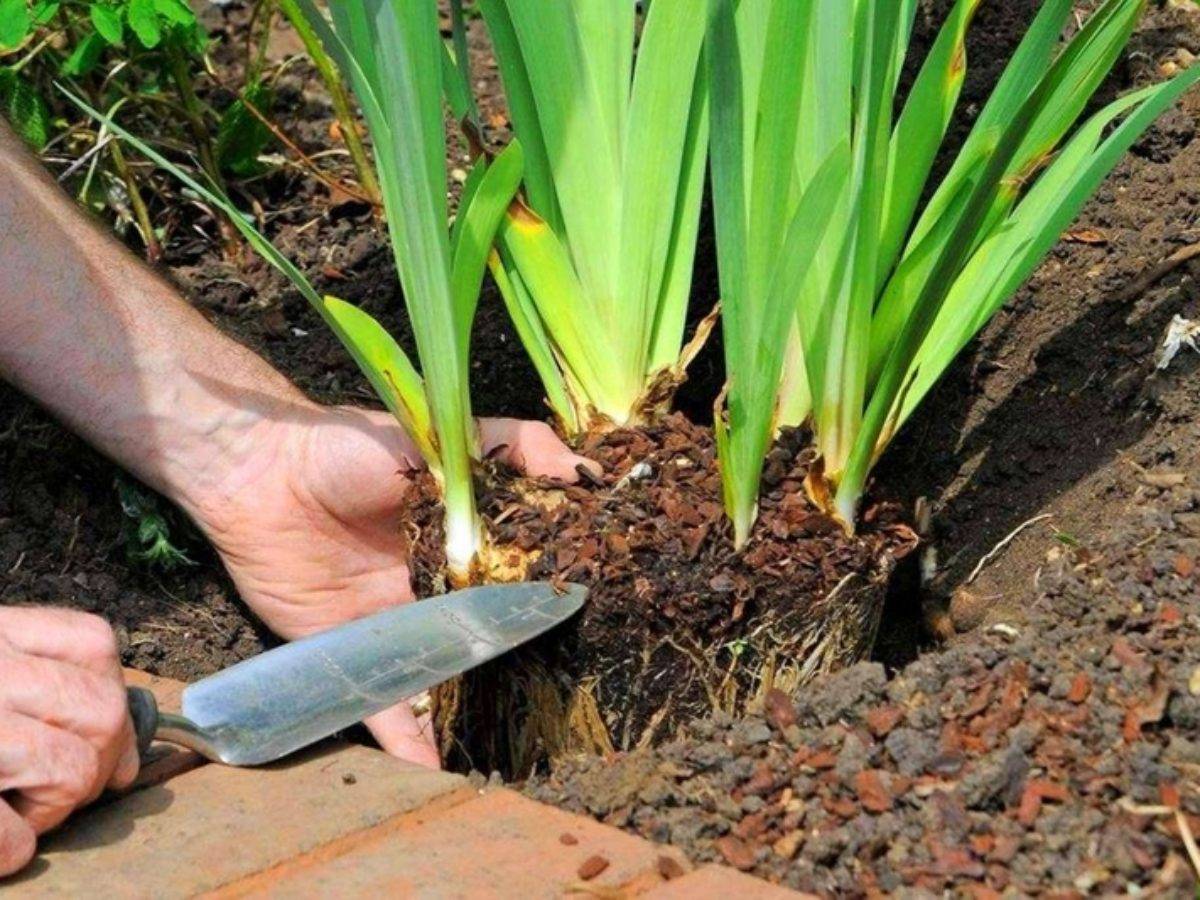 Ирисы: посадка в открытый грунт и уход, выращивание в саду
