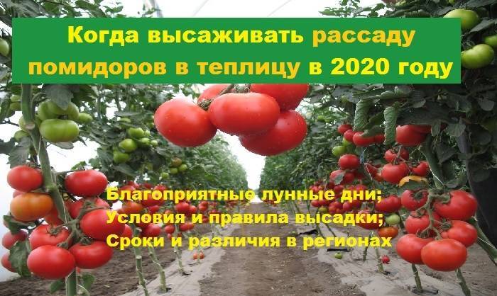 Благоприятные дни для посадки томатов в теплицу из поликарбоната в 2020 году по луне