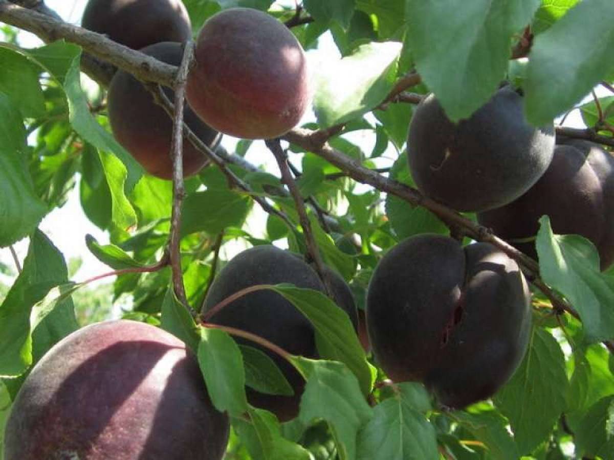 Всё о выращивании гибридного черного абрикоса