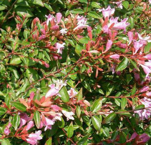 Абелия крупноцветковая: правила посадки и ухода за растением