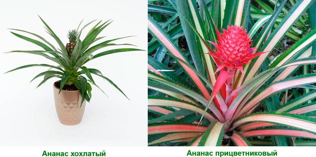 А вы знаете какие виды и сорта ананасов существуют в природе?