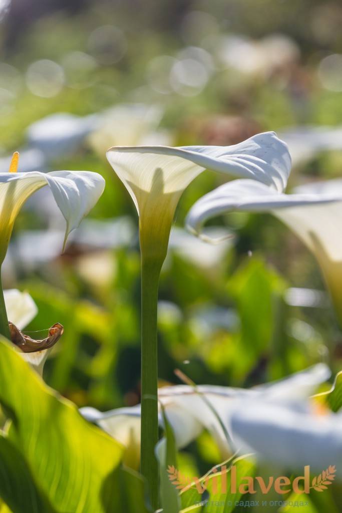 Цветы каллы — как посадить и ухаживать