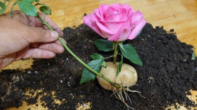 Размножение роз - советы и фото