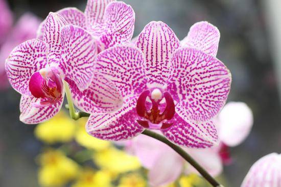 Рассказываем, как посадить отросток орхидеи в домашних условиях