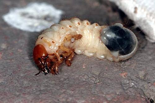 Как выглядит личинка майского жука на фото и по описанию