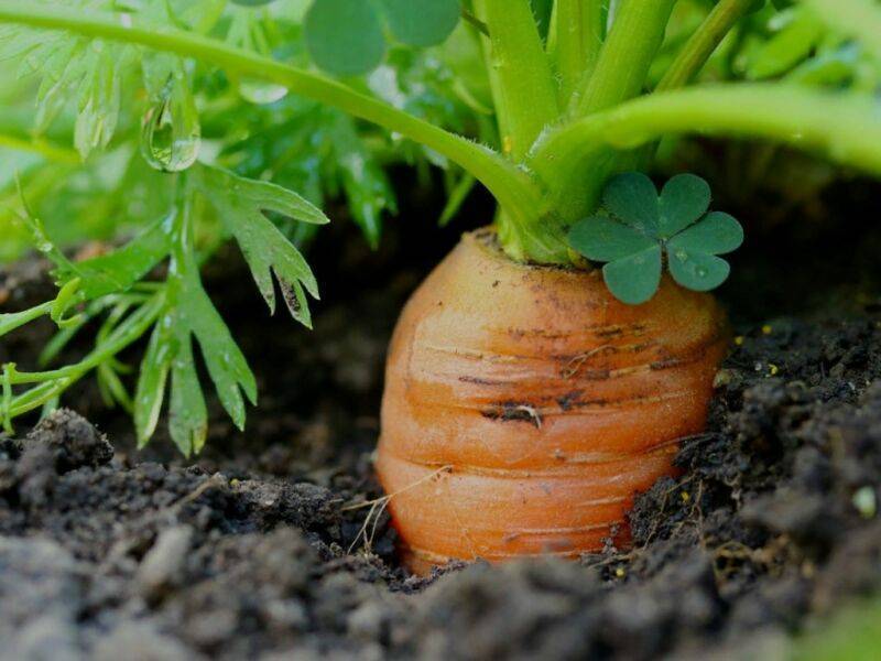 Как вырастить хорошую морковь на даче
