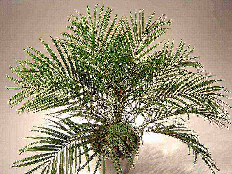 Финиковая пальма: как и где растут финики